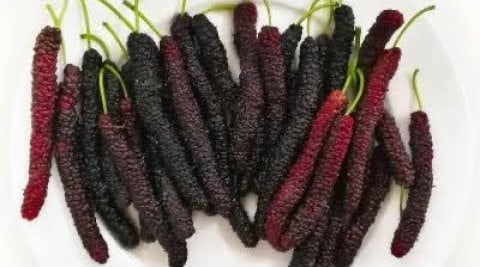 Brazilian Malberry Long Plant alternate view