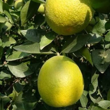 Punjabi Malta Grafted