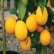 African Yellow Malta Grafted