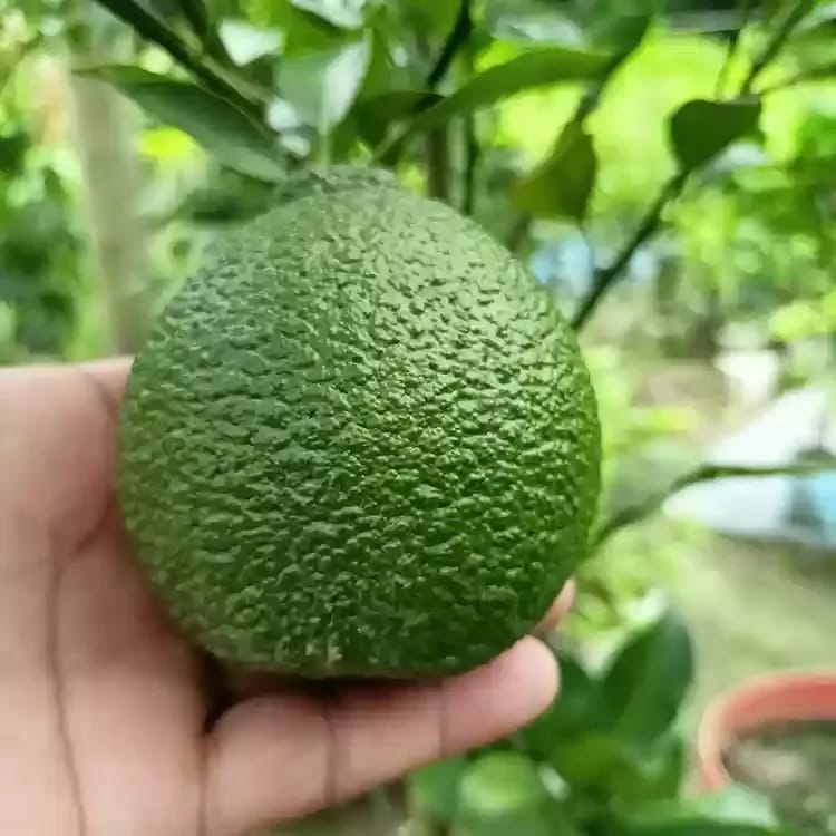 Pakistani Malta Grafted