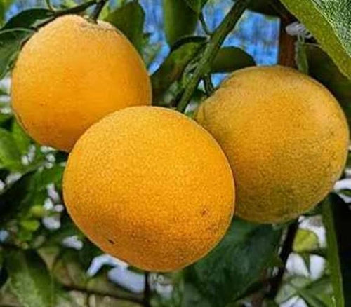 Yellow Malta Grafted