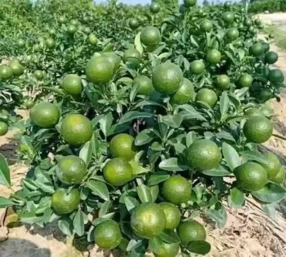 Golden Mosambi Grafted