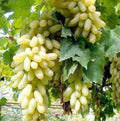 Longsweet Grape Plant