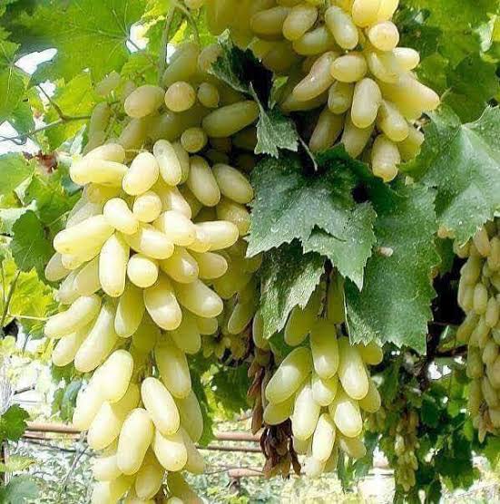Longsweet Grape Plant