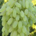 Longsweet Grape Plant