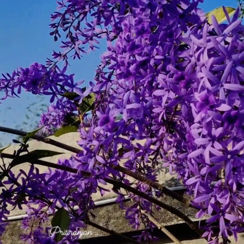 Petrea (Nilmani Lota)