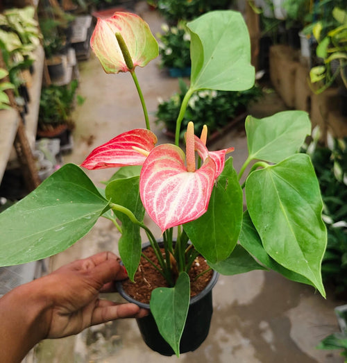 Anthurium Paint Brush