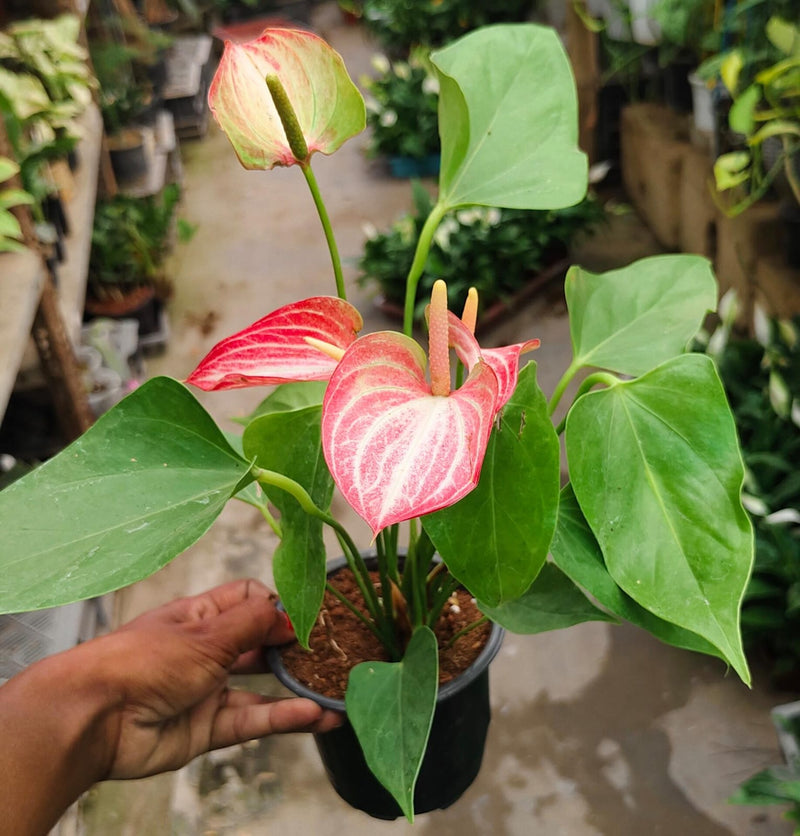 Anthurium Paint Brush