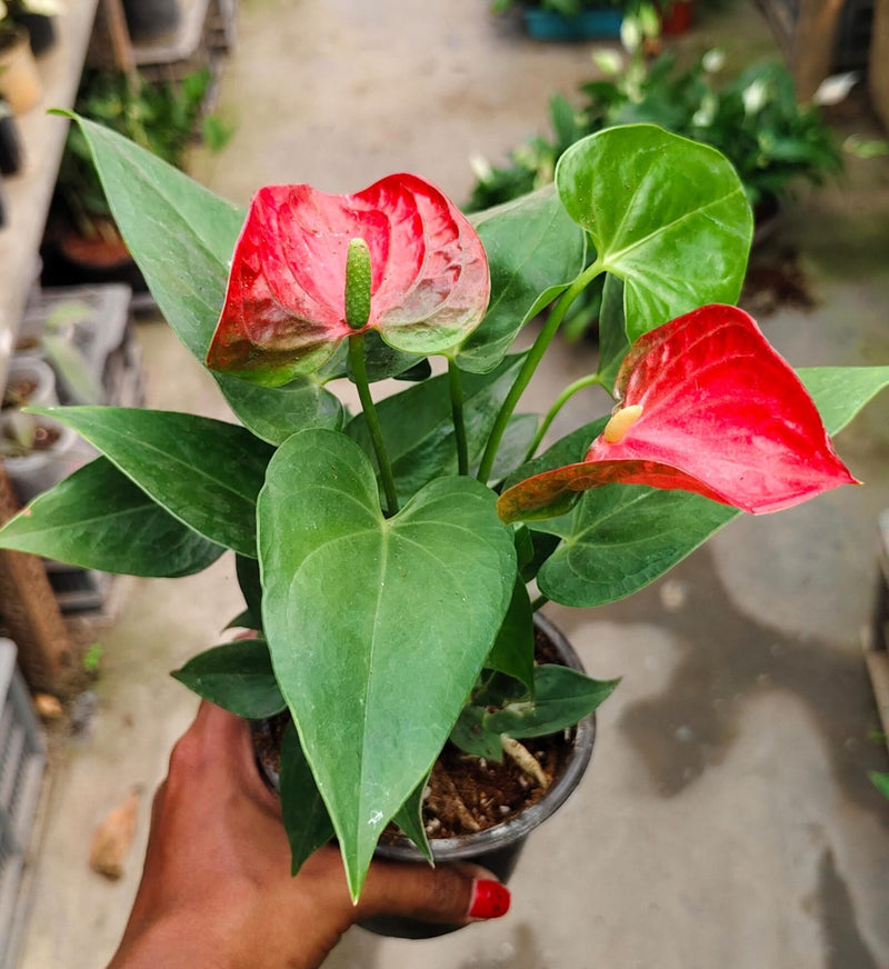 Anthurium Red Flamingo