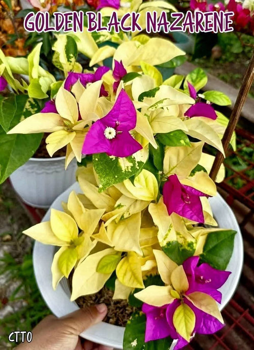 Golden Black Nazarene