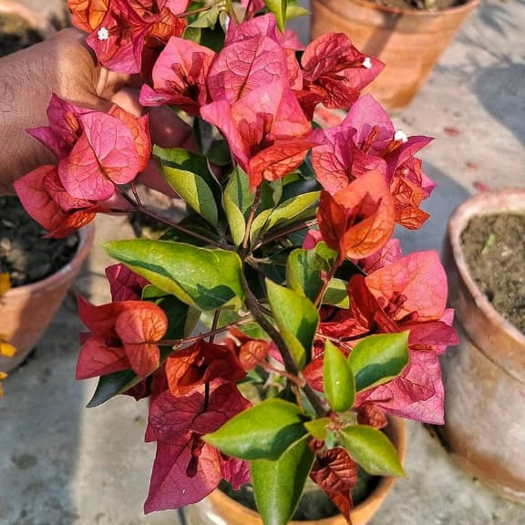 Choco Brown (Rooted)