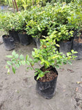 Red Hybrid Jabutikava
