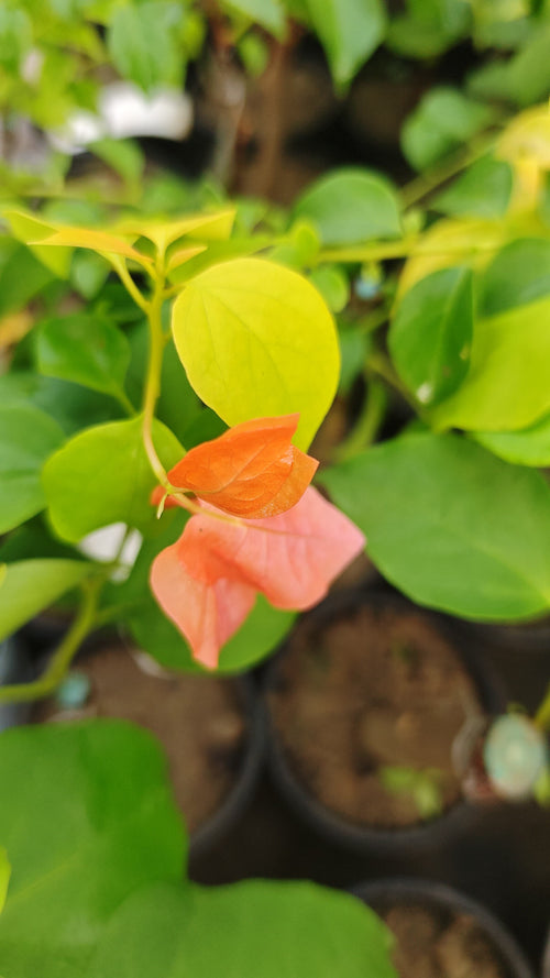 Golden Watermelon Kiss Orange