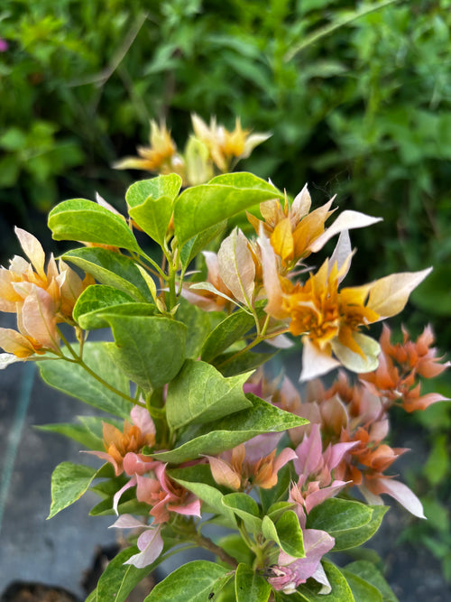 Roseville Delight Variegated alternate view