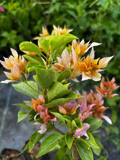 Roseville Delight Variegated