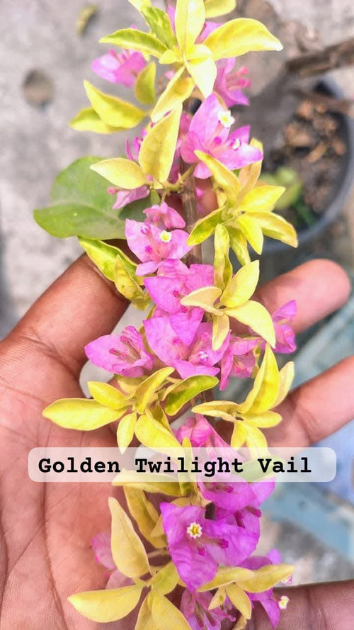 Golden Twilight Veil