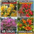 New Year Combo 2 Bougainvillea Plant