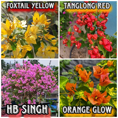 New Year Combo 2 Bougainvillea Plant alternate view