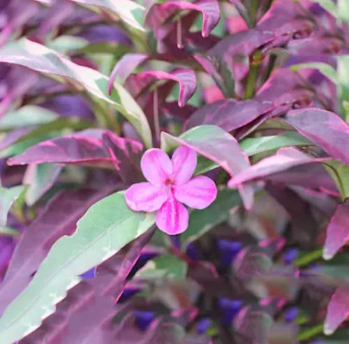 Barleria obtusa 'Purple Gem' Plant