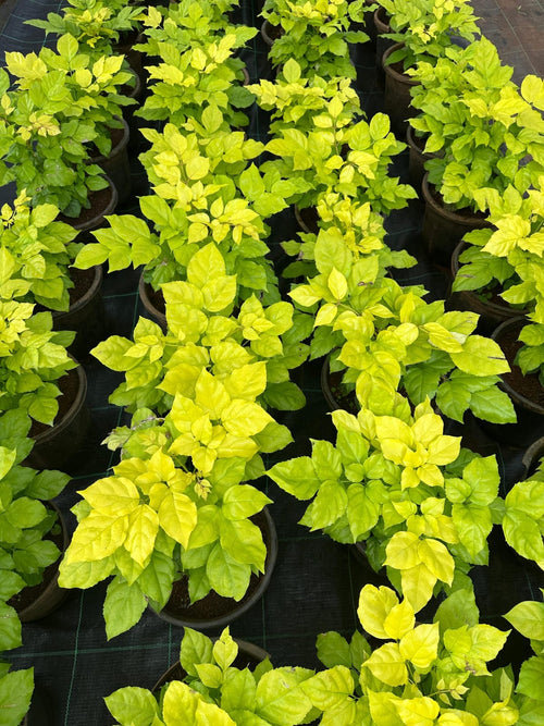 China Doll Golden (Radermachera Sinica)
