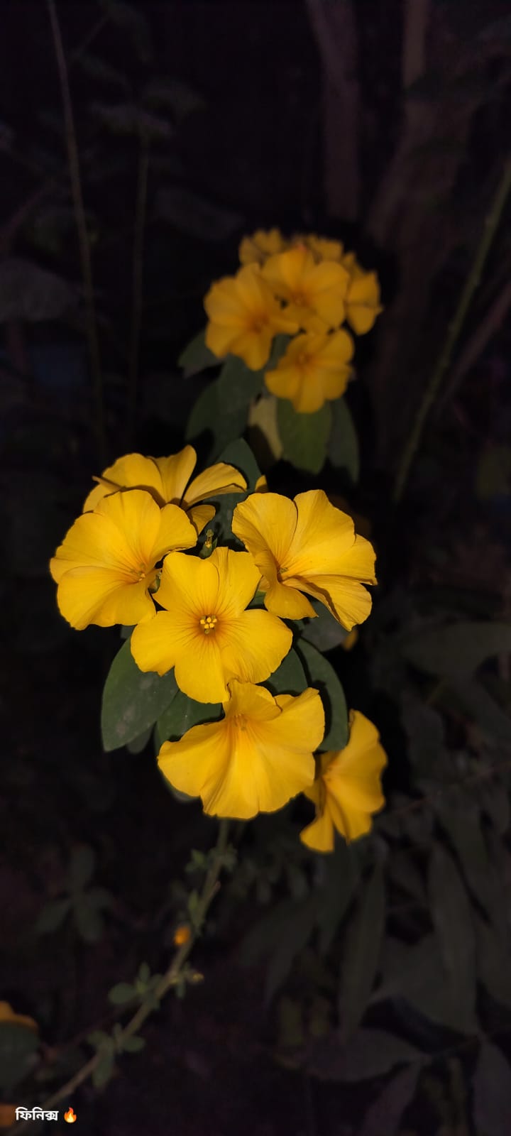 Yellow Flex