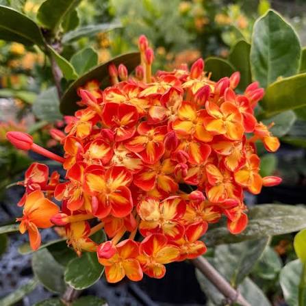 Ixora Bi Colour