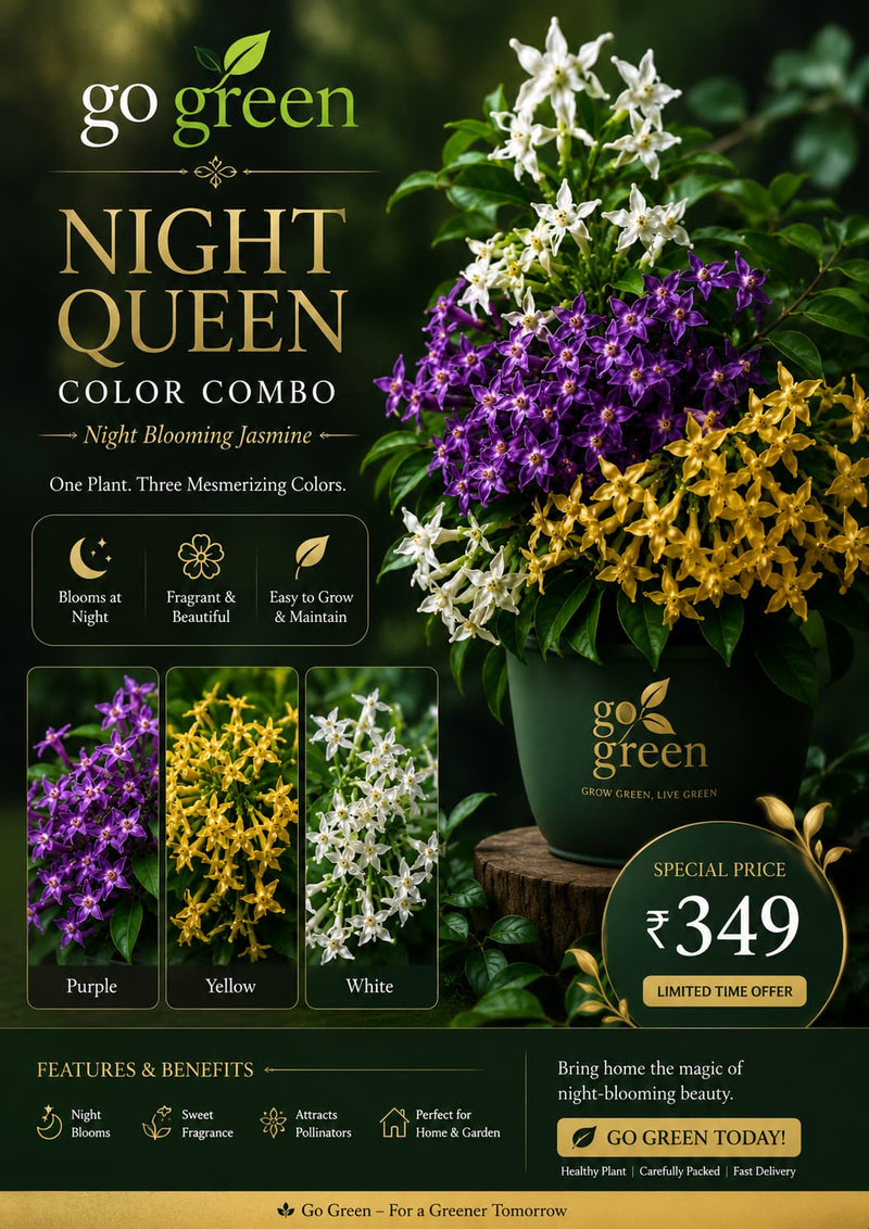 Night Queen Colour Combo