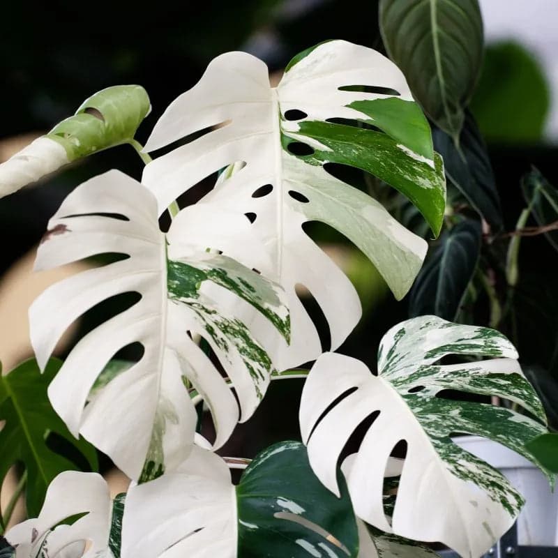 Monstera Albo