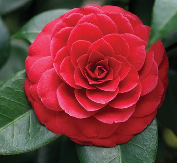 Camelia