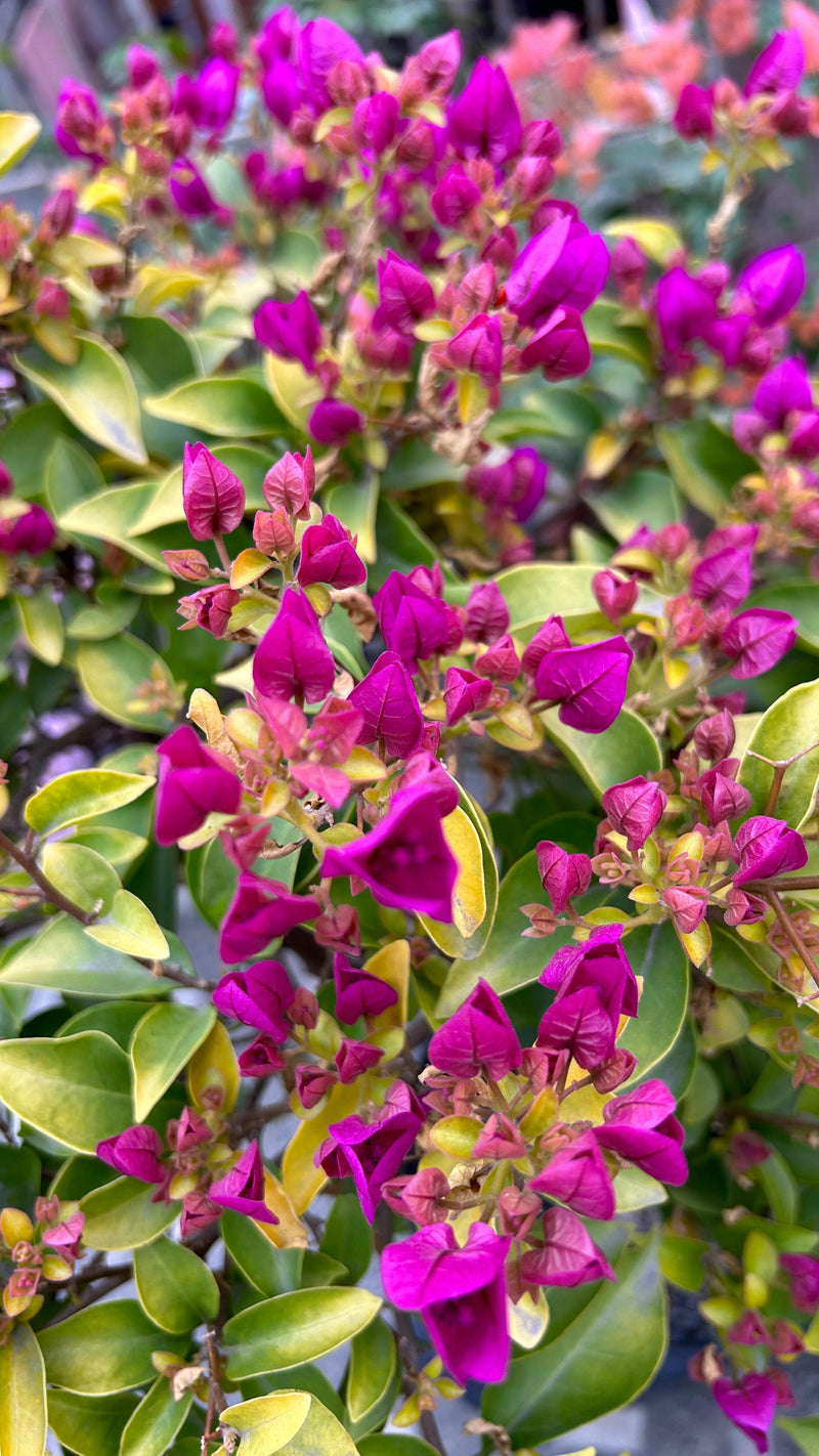 Golden Majesty Purple™️
