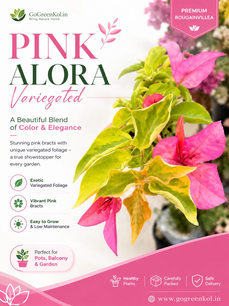 Pink Alora Variegated