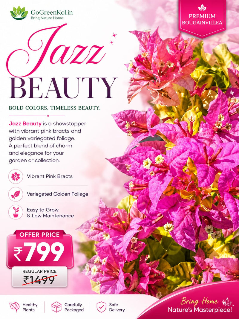 Jazz Beauty