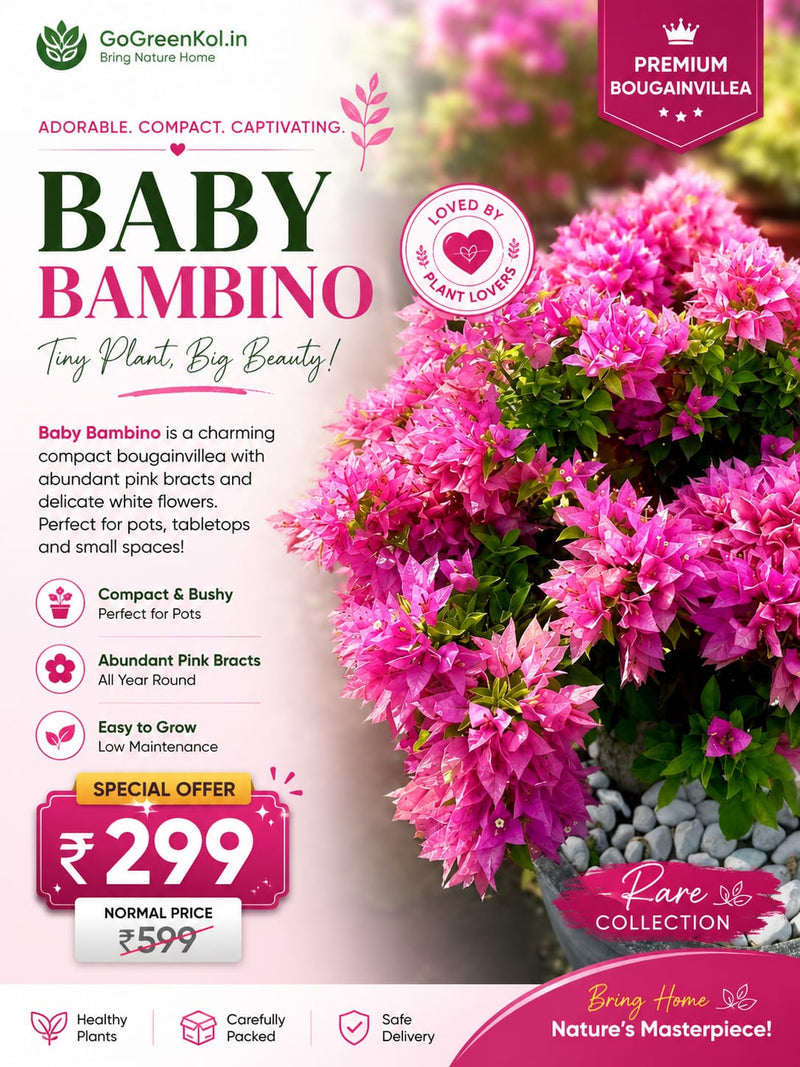 Baby Bambino