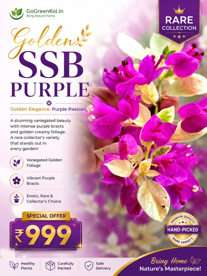 Golden SSB Purple