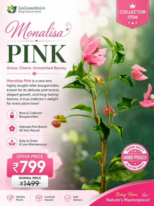 Monalisa Pink