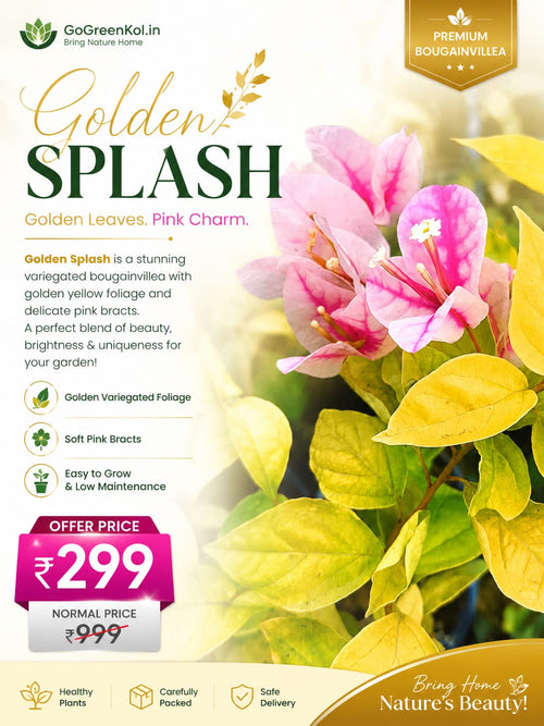 Golden Splash