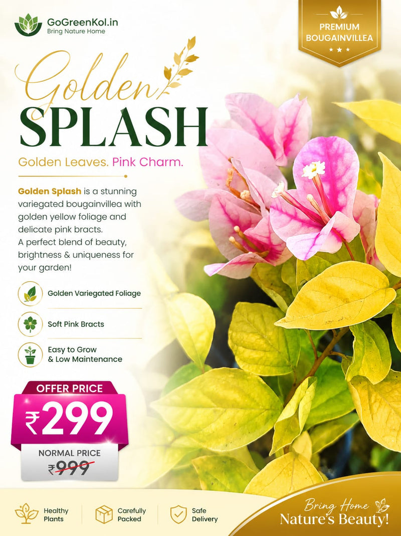 Golden Splash