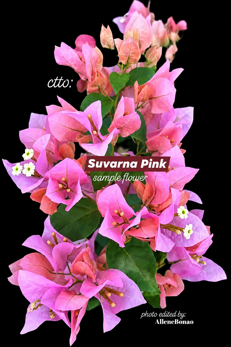 Suvarna Pink