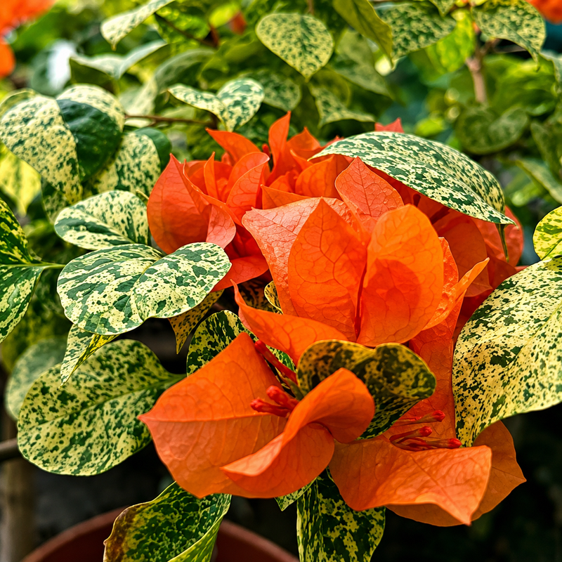 Diamond Orange