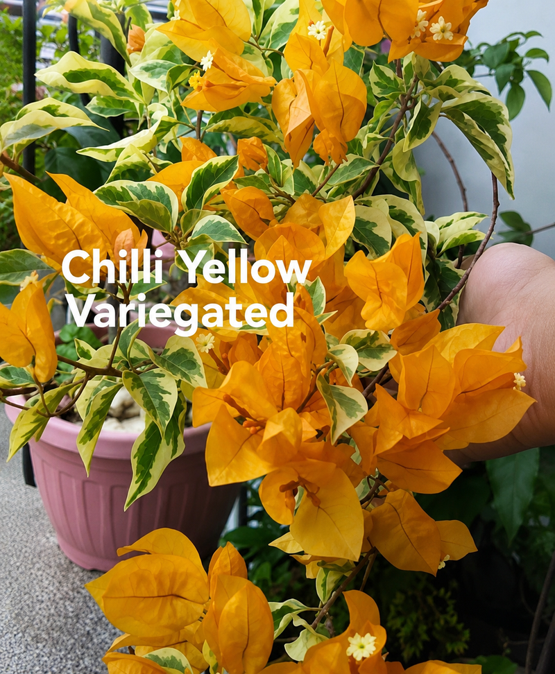 Chilli Yellow Var