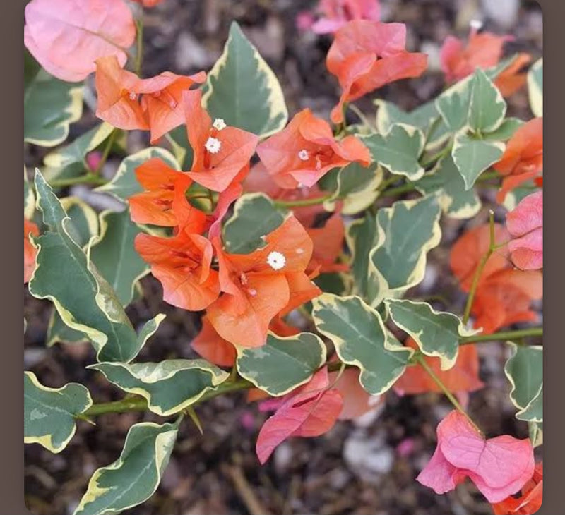 Chilli Orange Variegated