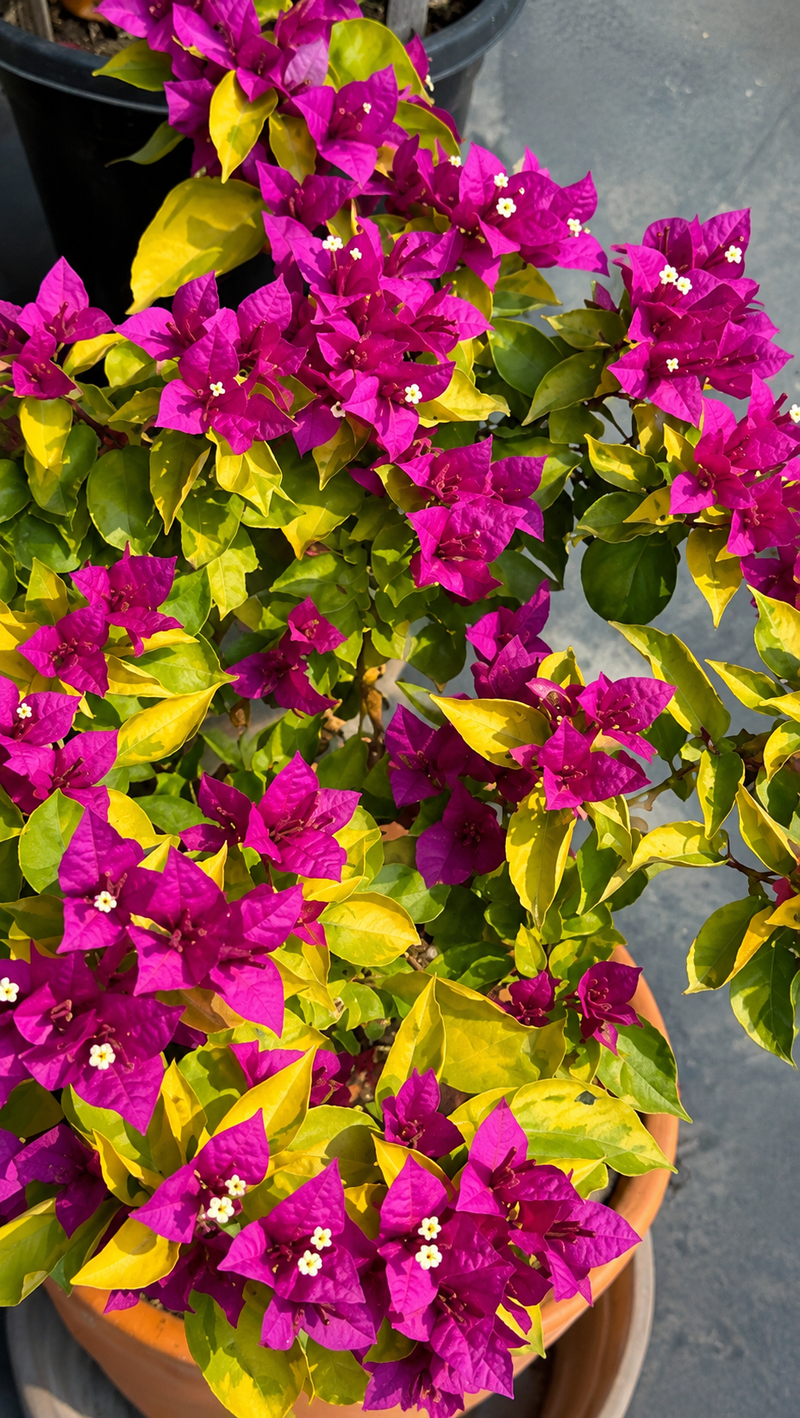 Golden Breeza Purple