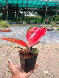 Aglaonema Thailand red