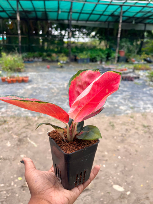 Aglaonema Thailand red