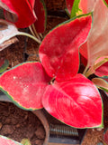 Aglaonema Thailand red