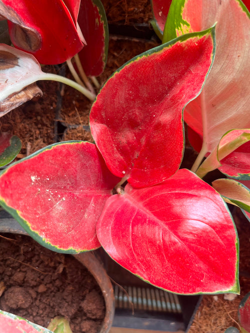 Aglaonema Thailand red alternate view