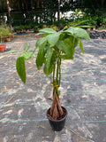 Pachira (Spiral)