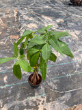 Pachira (Spiral)