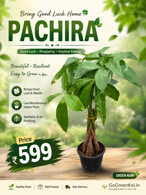Pachira (Spiral)