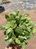 Fittonia